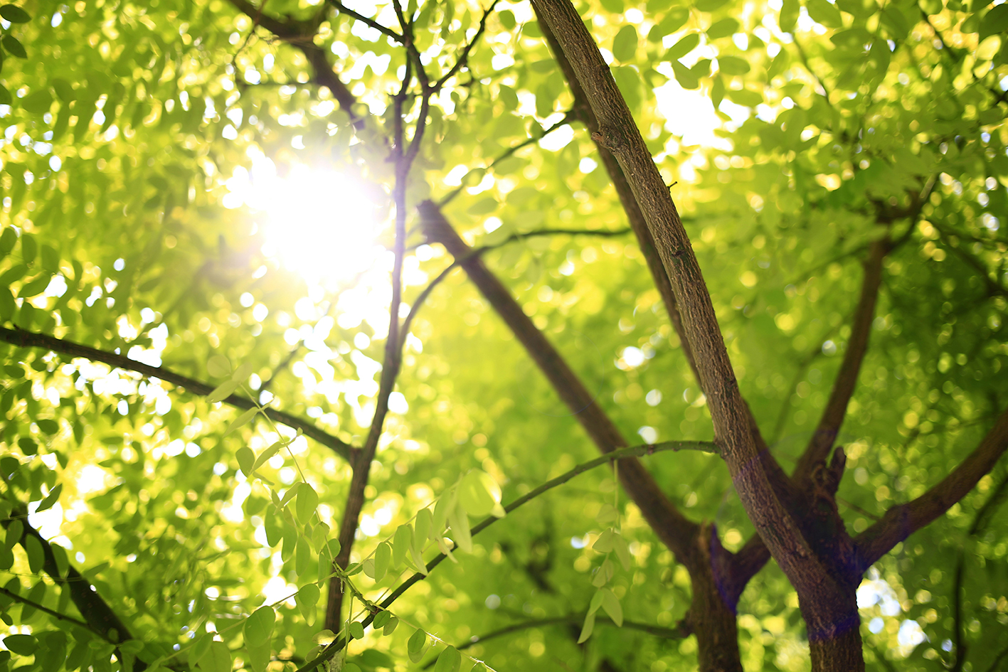 Sonnenlicht scheint durch Baumkronen.
