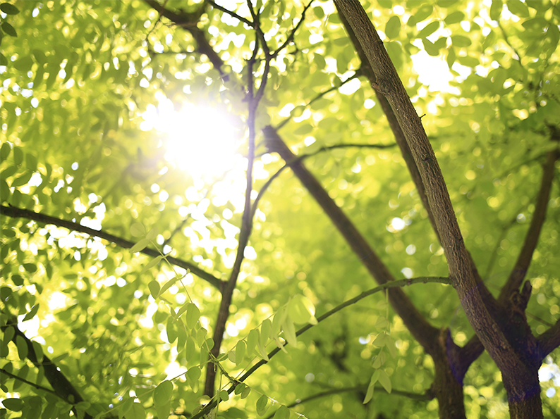 Sonnenlicht fällt durch Baumkronen.