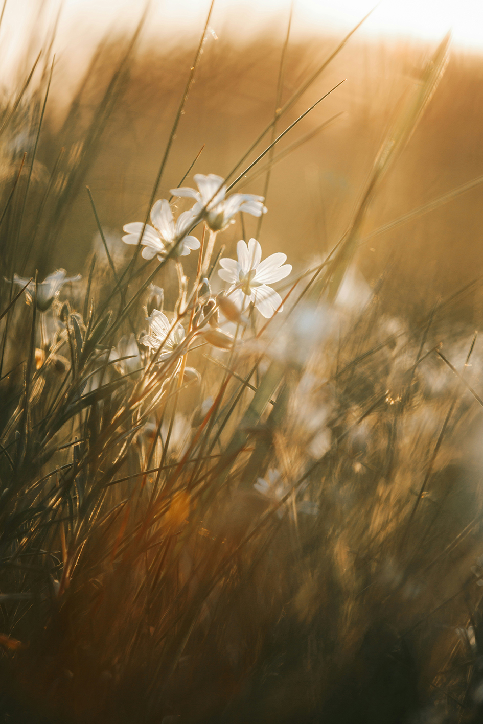 Weiße Blumen auf einer Wiese.